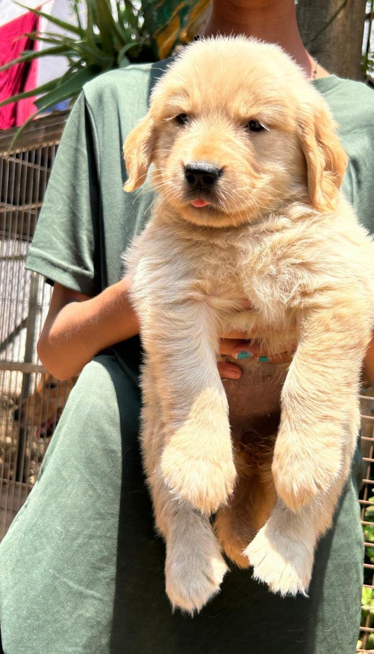 Order Female Golden Retriever Puppy from Goa